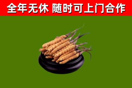 保定市烟酒回收冬虫夏草.jpg