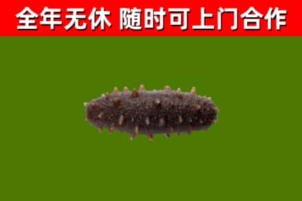 保定市烟酒回收干海参.jpg